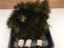 Ceratophyllum submersum hornkr gebraucht kaufen  Gelsenkirchen