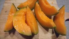Zuckermelone petit gris gebraucht kaufen  Jessen