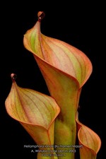 Heliamphora ionasi Striped (Ilu-Tramen Massif) - big adult division na sprzedaż  PL