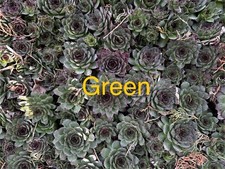 Green live hardy for sale  Portsmouth