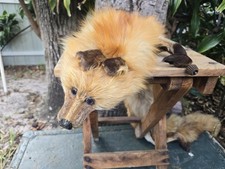 red fox tail for sale red fox tail for sale Hollywood