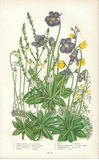 Stampa antica fiori usato  Lecco