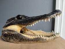 Large alligator head. for sale  Haines City
