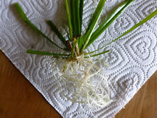 Umbrella grass papyrus for sale  YSTRAD MEURIG