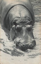 Paris parc zoologique d'occasion  Vasles
