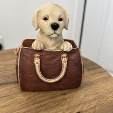 leonardo dogs for sale leonardo dogs for sale EDINBURGH