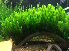 Rare moos distichophyllum gebraucht kaufen  Suderburg