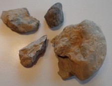 Lot sammlung fossilien gebraucht kaufen  Deutschland