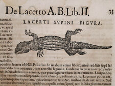 Lezard lacerti supini d'occasion  Pluvigner