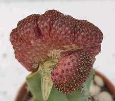sulcorebutia rauschii usato sulcorebutia rauschii usato Lecce