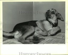 1990 press photo for sale  Memphis