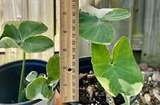 Elephant ear xanthosoma for sale  Miami