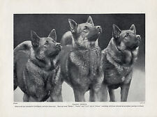 Norwegian elkhound three for sale  COLEFORD