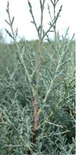 Arizona cypress cupressus for sale  Christmas