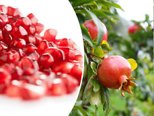 Pomegranate seeds sweet for sale  Saint Augustine