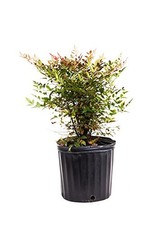 Nandina fire power for sale  Las Vegas