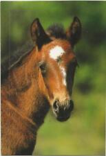 Horse postcard camargue for sale  ALTON