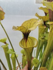 Sarracenia flava var. usato  Lanciano