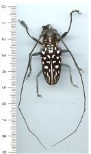 Cerambycidae stellognatha macu d'occasion  France