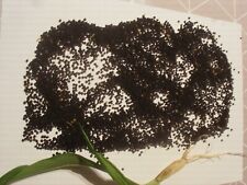 200 graines traitées d'occasion 200 graines traitées d'occasion  Saintes