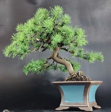 Shohin bonsai pino usato  Venezia