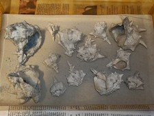 Conchiglie pliocene fossili usato  Moncalieri
