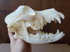 Real animal skull for sale  Hollywood
