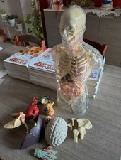 corpo umano deagostini usato corpo umano deagostini usato Scalea