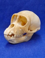 Monkey skull possibly for sale  LONDON