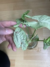 Syngonium milk confetti gebraucht kaufen  Darmstadt