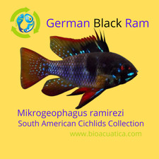 Exotic german black d'occasion  Expédié en Belgium