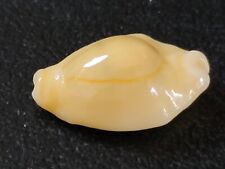 Conchiglia shell cypraea usato  Piombino