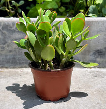 Crassula ovata green for sale  Irvine