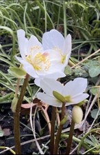 Christrose rientalische nieswu gebraucht kaufen  Bremen