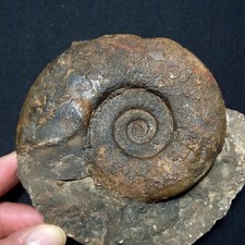 Costaclymenia binodosa fossile usato  Italia