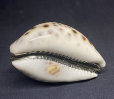 Ancienne tabatière coquillage d'occasion  Montbrison