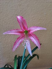 Hippeastrum kmhn2 iguazuanum usato  Bagnoregio