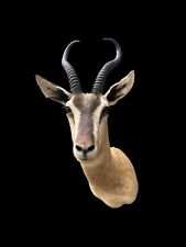 Trophy african soemmerring for sale  Signal Mountain