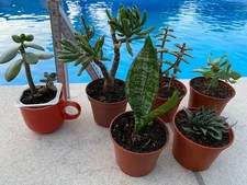 Kaffeetasse übertopf range gebraucht kaufen  Deutschland