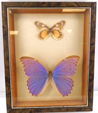 insect display case for sale insect display case for sale MIRFIELD