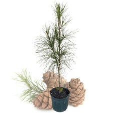 Usado, Loblolly Pine Tree - Pinus Taeda - 1 galão de planta em vaso comprar usado  Enviando para Brazil