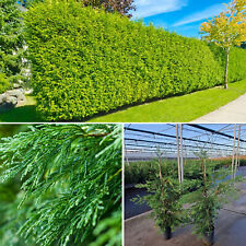Leylandii hedging plant for sale  LEICESTER