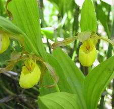 Yellow lady slipper for sale  Coalmont