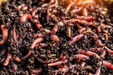 Lombrichi rossi eisenia usato  Crispiano