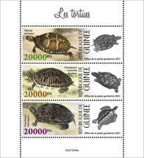 Guinea 2021 turtles for sale  Wilmington