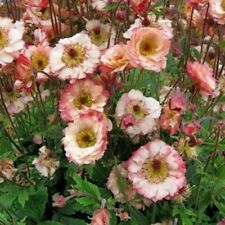 Geum collection different for sale  WALLINGFORD
