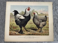 Antique dark brahma d'occasion  Expédié en Belgium