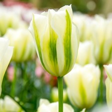 Tulip spring green for sale Tulip spring green for sale  SALISBURY
