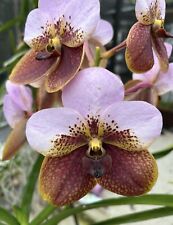 Vanda sanderiana species for sale  Bonita Springs