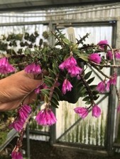 Div dendrobium limpidum for sale  Diamond Bar